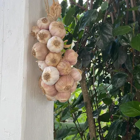Σπίτι διακοπών Casa Graceland Praia da Graciosa