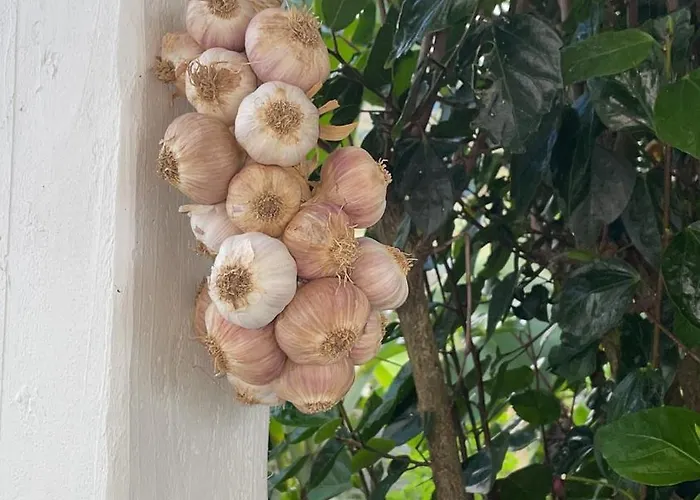 Дом отдыха Casa Graceland Praia da Graciosa